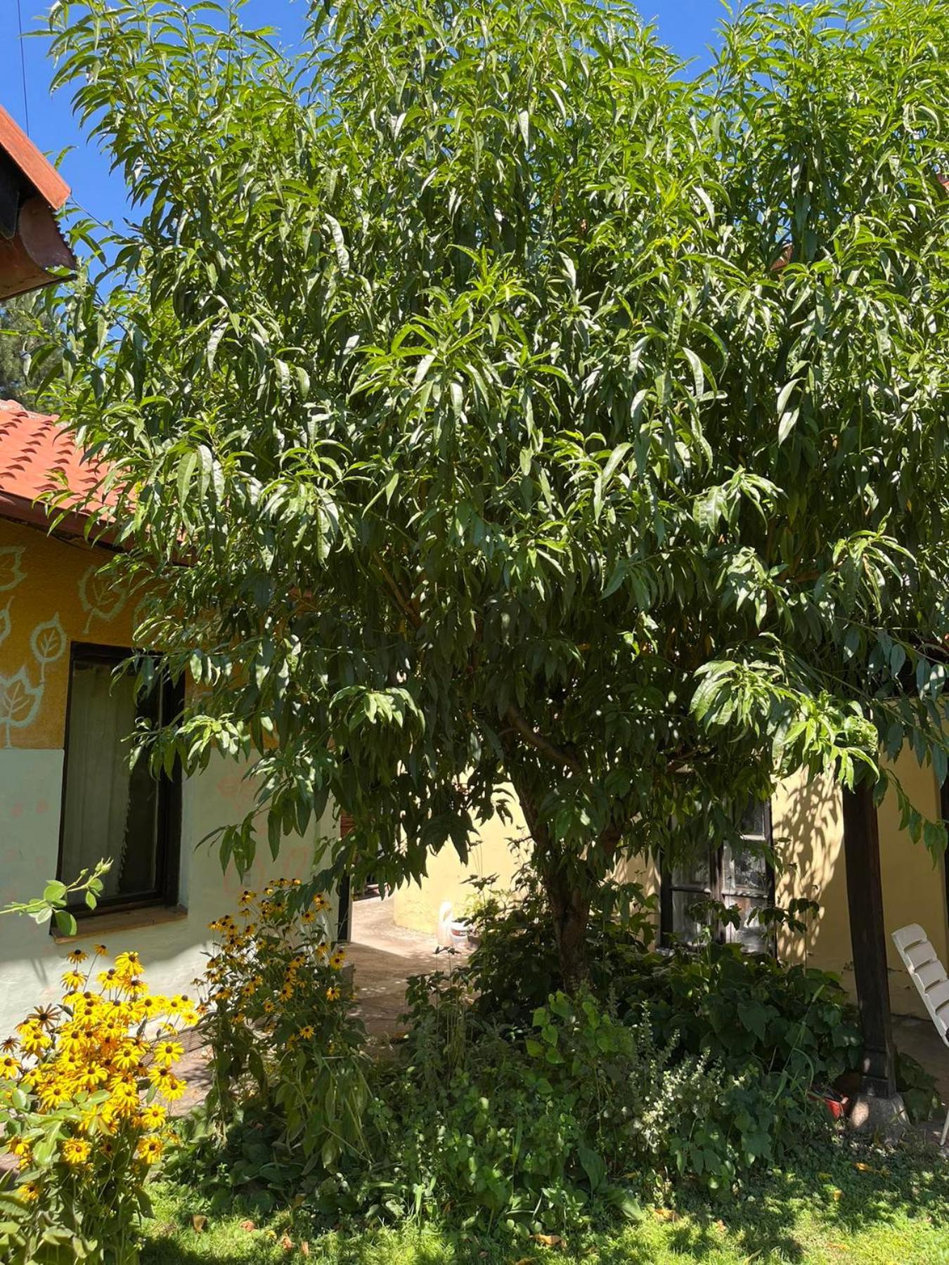 Garickina Kuca Apartment Pirot Ngoại thất bức ảnh